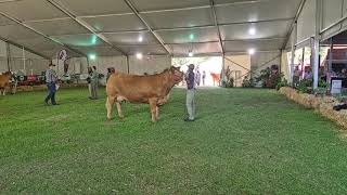 Limousin Cattle Breeders Southern Africa Senior Female amp Breed Championship cow at Bloem Show 2024 [upl. by Aierdna]