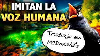 Aves que IMITAN la VOZ HUMANA 😱 Las mas Increíbles Aves que Hablan [upl. by Ayaj]