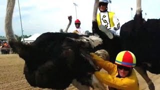 SLOW MO Ostrich racing accidents Jockey trampled Colonial Downs 2013 [upl. by Revolc]