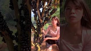 I Have Never Seen Such a Jaboticaba Fruit Tree Before  Amazing Fresh Jaboticaba shorts ytshorts [upl. by Rosie847]