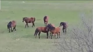 Vratio se u penziju i kupijo farmu sa konjima [upl. by Sklar]