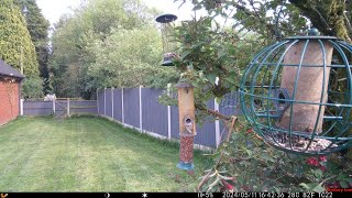 Acrobatic rat raiding the bird feeder [upl. by Cindi]