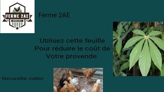 Élevage de poulet  parentaux Cobb 500 Goliathlocaux astuces pour réduire le coût de laliment [upl. by Dracir]