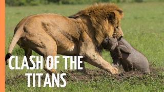 Explore the Clash of the Titans  Lions vs Hyenas a Fight for Territory  Full Documentary [upl. by Barbara910]