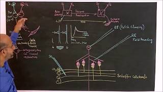 Long term potentiation [upl. by Neeven]