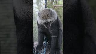 Black Monkey scratching head in zoo zoo black monkey scratch hairy nature wildlife HA26870 [upl. by Wallie460]