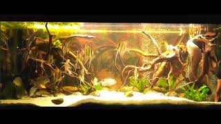 P Altum Rio Orinoco and Geophagus Sveni 450l blackwater aquarium  November 2024 [upl. by Aramanta]