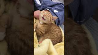 The catdon’t bother mefunny funnycats cat pets funnyvideo [upl. by Anom]