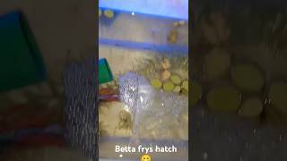 Betta frys hatch [upl. by Ahsea]