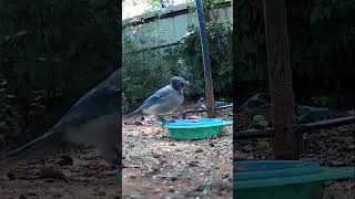 Daily visitor Adorable blue bird [upl. by Minne]