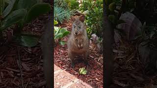 Close Encounters  Baby Tasmanian Pademelon Wallaby cutenessoverload [upl. by Gipsy]