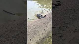 Crocodile training 😁 trending satisfafying funnyanimal viralvideo crocodile fyp [upl. by Rehpotsrik]