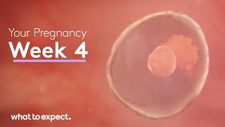 4 Weeks Pregnant  What to Expect [upl. by Fabe770]