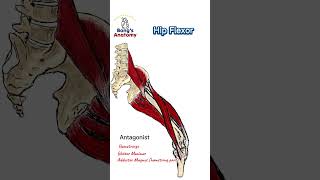 Hip flexor anatomy bones art illustration muscle drawing body hip quads anime [upl. by Kalila87]