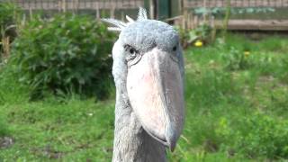 shoebill [upl. by Salomone761]