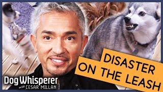 What Makes A Dog Over Protective  Full Episode  S9 Ep4  Dog Whisperer With Cesar Millan [upl. by Isola475]