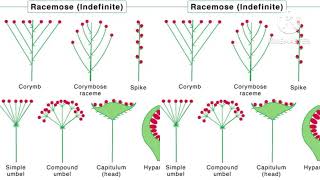 inflorescence Racemose amp cymose inflorescence [upl. by Wait]