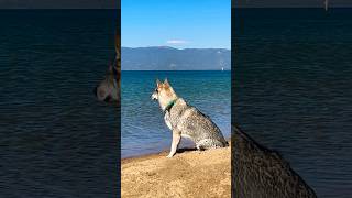 Ever watchful the guardian of the shore travel laketahoe wolfdog guarddog [upl. by Norraf]