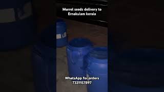 Kerala delivery Varal seeds murrel feed converted WhatsApp for orders 7331157897 murrel [upl. by Ardeahp156]