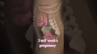 fetus development 1 to 5 weeks pregnancy [upl. by Adlee461]