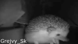 hedgehog sneezed EARRAPE meme [upl. by Scharf]