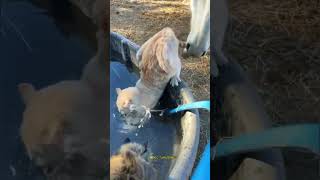 “This Cat Keeps Getting Fooled by a Horse😹😹😹cat catlover funnyvideos foryou catsHorse [upl. by Orvan122]