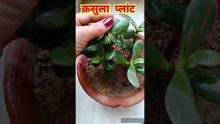 Crassula Plant care tips  Lucky Plant  Kuber Plant shorts [upl. by Ihsorih]