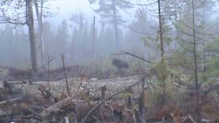 Moose hunting with my 300mag new brunswick [upl. by Huttan864]