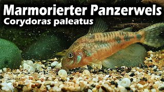 Der Marmorierte Panzerwels Corydoras paleatus  Fischvorstellung 128 [upl. by Speroni]