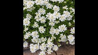 White Nite Candytuft [upl. by Kristopher]