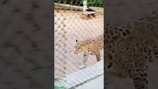 gwalior zoo  tiger king [upl. by Yelroc]