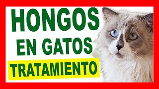 ITRACONAZOL TRATAMIENTO contra HONGOS en GATOS [upl. by Llemaj260]