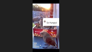 Bird Sounds Cowbird Complaining to Doves Eating😅 [upl. by Jeffy]