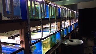 Fish Room Tour  45 Aquarium Central System Planted Tanks and More [upl. by Aikahs]