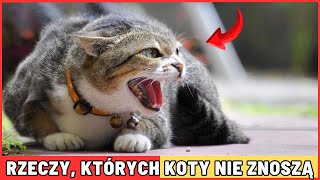 10 RZECZY KTÓRYCH KOTY NIENAWIDZĄ I KTÓRYCH POWINIENEŚ UNIKAĆ😾 [upl. by Ymmas498]