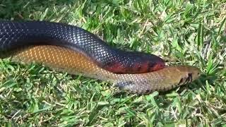 Male Eastern Indigo snake attempts to court female Blacktail Cribo [upl. by Rania]