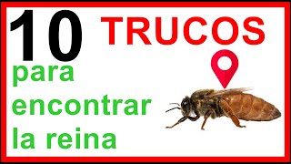 👸10 TIPS PARA SABER SI UNA familia de abejas tiene REINA qué hacer si mi colmena no tiene REINA [upl. by Eelaroc]