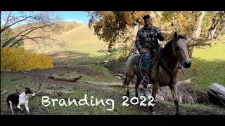 Cattle Branding 2022 [upl. by Leimaj648]