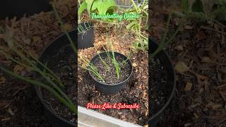 Transplanting Onions [upl. by Krista436]