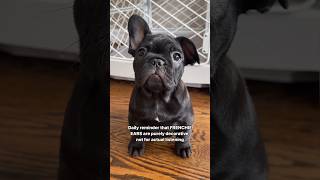 Frenchie Puppies have one MAJOR FACTORY DEFECT ⚠️ puppy dogs pets cute funny puppies dog [upl. by Llenrub498]