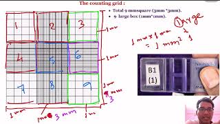 Haemocytometry Part 2  Improved Neubauer Chamber [upl. by Ayerf]