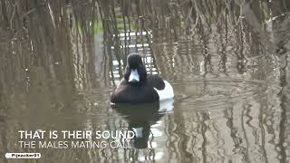 Tufted Duck Sounds [upl. by Stefanie]