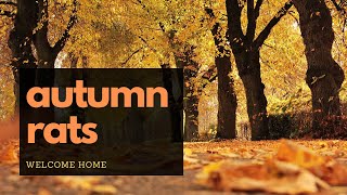 Autumn Rats  Air Rifle Pest Control [upl. by Farika561]