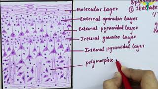 Histology of Cerebral Cortex [upl. by Ettennat]