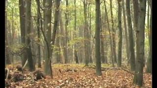 Als de bladeren vallenHerfstWhen leaves are fallingAutumn Veluwe [upl. by Eetnod]