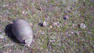 Piche armadillo patagónico [upl. by Steinway]