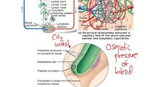 Chapter 20 Lymphatic System [upl. by Knutson358]