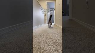 When my cat spots me from across the room viralvideo cat kitten funnycats trending shorts [upl. by Dnomzed829]