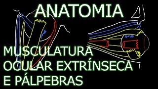 Aula Anatomia  Musculatura Extrínseca dos Olhos e Pálpebras  Anatomia Humana [upl. by Jena]