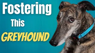 Fostering a Greyhound [upl. by Ladin]